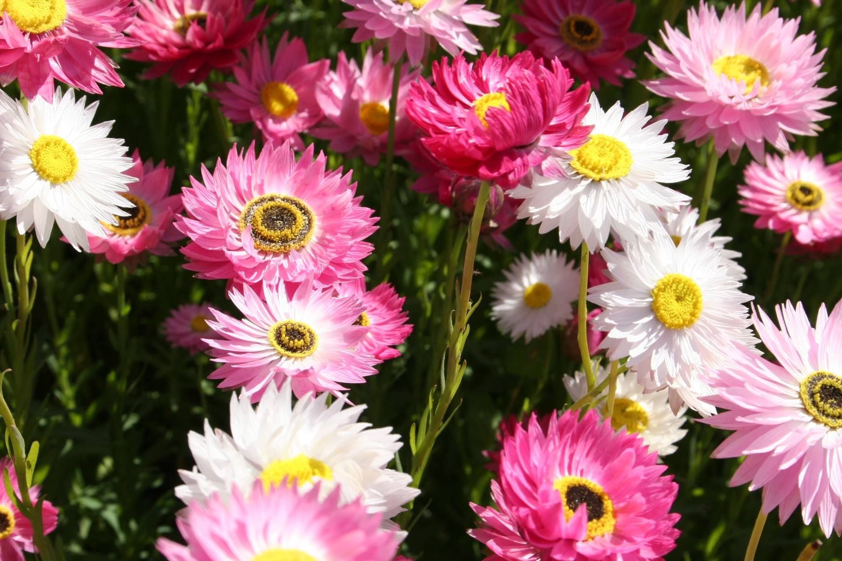 Connect Coaches Garden Tours Image -62b99205b9cc8